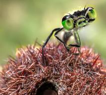 Dragonfly Green face Insect