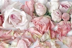 dry Roses Pink Background