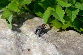 Close-up of a fly on the stone near the green leaves