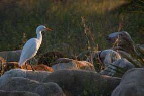heron and flock of lambs at dusk