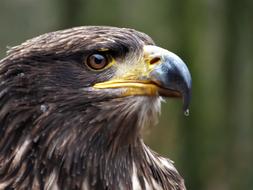 Steppe Eagle Bird