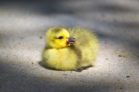 Goose small yellow
