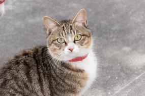 tabby domestic cat with a red collar