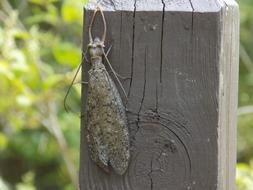 Insect Brown Wing on wood