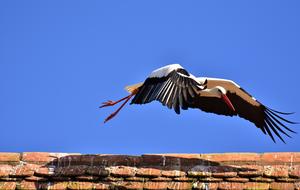 Stork Bird Flying blue sky and stone wall