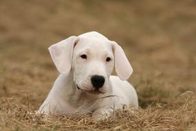 white Argentino Dog