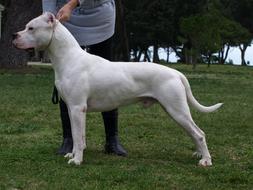 dogo argentino training in a green meadow