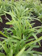 green leaves on the plant