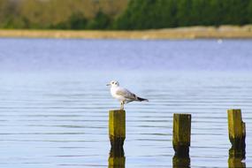 seagull on a wooden pole on the lake