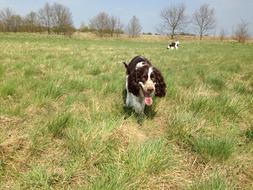 Dog on a meadow on a sunny day