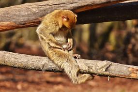 Cute, beautiful and colorful barbary ape, sitting on the tree