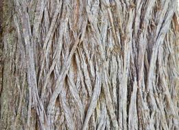 Wooden Texture Bark