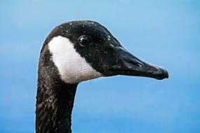 Canada Goose Head