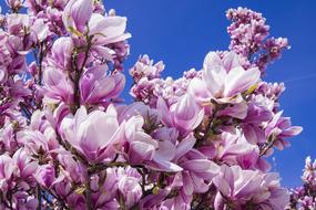 Close up of magnolia buds