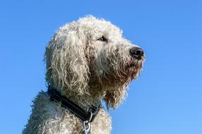 Goldendoodle, head of Hybrid Dog