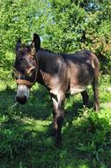 donkey in the shade of trees