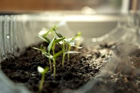 green sprouts in the greenhouse