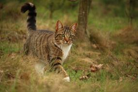 Mackerel Cat walking through grass