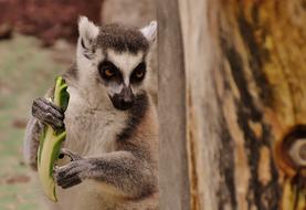 Monkey Lemur Cute charming, tierpark hellabrunn