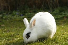white rabbit with black eyes