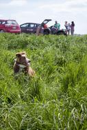 red Dog sits on Grass, cars and people at back