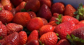 sale of healthy strawberries