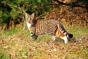 Tiger Cat Mieze garden
