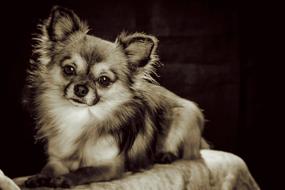 charmingly cute Chihuahua Small Dog on a dark background