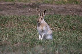 a big hare in the grass