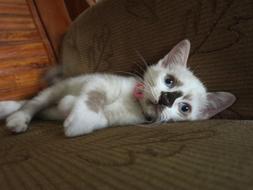 charming small Cat Animal