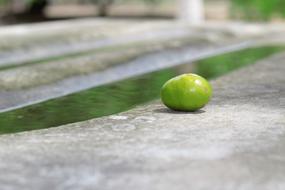 Green fruit on the road
