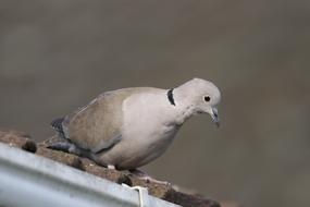 charmingly portrait of cute Pigeon Bird