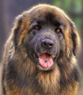 leonberger, big furry dog portrait