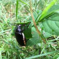 a large beetle on the green grass
