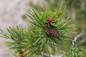 spruce branch cone green