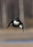 Bucephala Clancula in flight on a blurred background