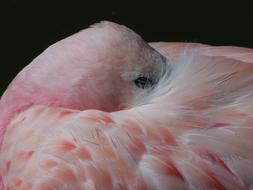 charmingly cute Flamingo Bird Pink