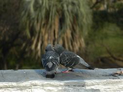 pigeons resting