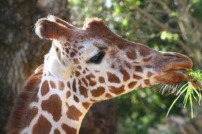 wild Giraffe Animal at Zoo