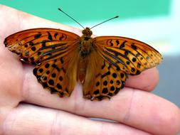 brown butterfly on hand close-up