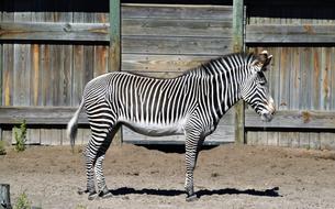 Zebra Stripes Black white