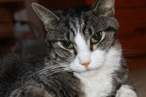 incredibly charming Cat Close-Up Face
