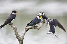 Birds Feeding Nature