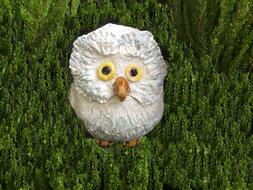 Owl White Weel green grass