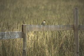 Bird on Fence on Grass field