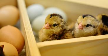 small birds in a box with eggs