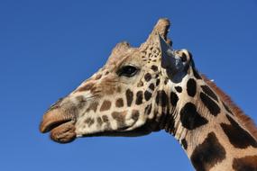 Wild Giraffe Animal head