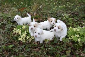 Dogs Puppies White green grass