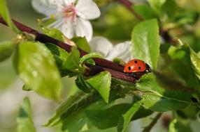 ladybird on a flowering branch on a blurred background