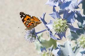 Butterfly Thistle orange blue flowers